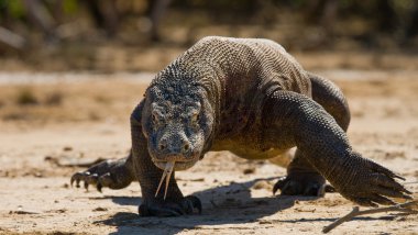 Komodo ejderhası (Varanus komodoensis)
