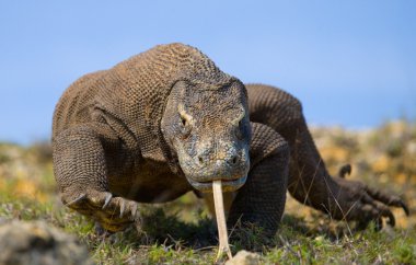Komodo ejderhası (Varanus komodoensis)
