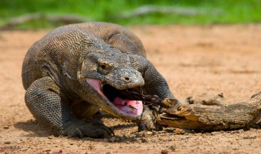 Komodo ejderhası (Varanus komodoensis)