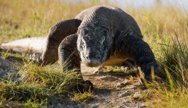Komodo ejderhası (Varanus komodoensis)