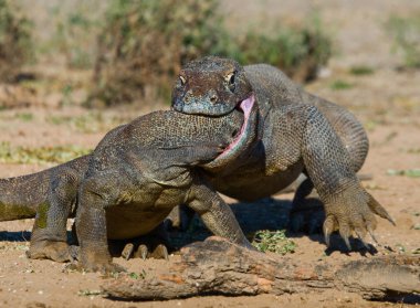 Komodo ejderleri (Varanus komodoensis)