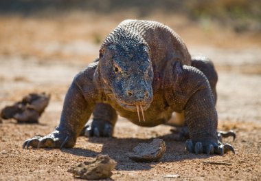 Komodo ejderhası (Varanus komodoensis)