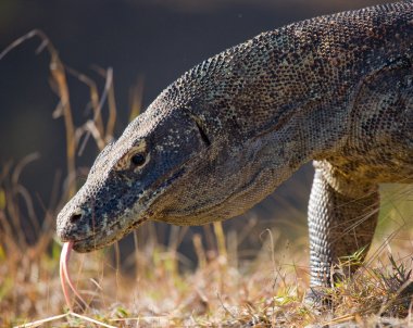 Komodo ejderhası (Varanus komodoensis)