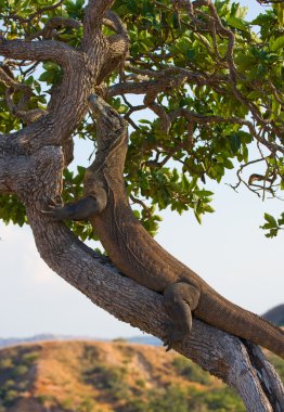 Komodo ejderhası (Varanus komodoensis)