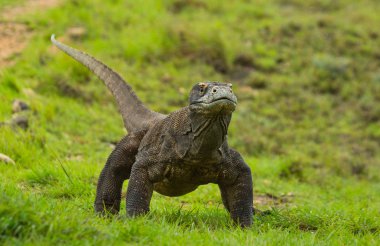 Komodo ejderhası (Varanus komodoensis)