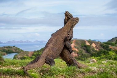 Komodo ejderleri (Varanus komodoensis)