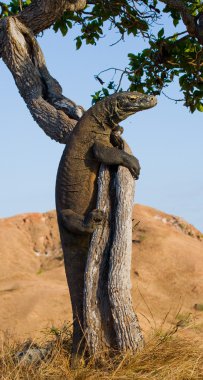 Komodo ejderhası (Varanus komodoensis)