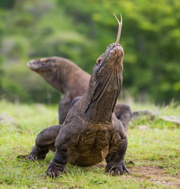 Komodo ejderleri (Varanus komodoensis)