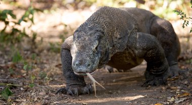 Komodo ejderhası (Varanus komodoensis)