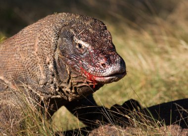 Komodo ejderhası (Varanus komodoensis)