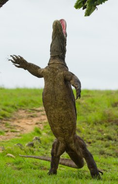 Komodo ejderhası (Varanus komodoensis)