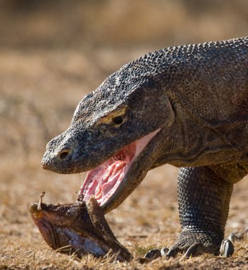 Komodo ejderhası (Varanus komodoensis)