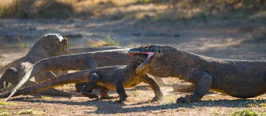Komodo ejderleri (Varanus komodoensis)