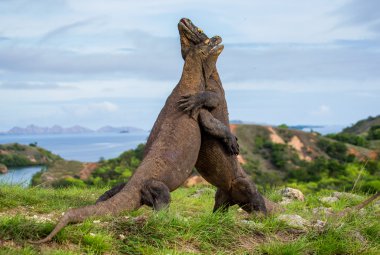 Komodo ejderleri (Varanus komodoensis)