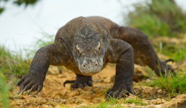 Komodo ejderhası (Varanus komodoensis)