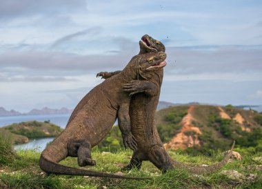 Komodo ejderleri (Varanus komodoensis)