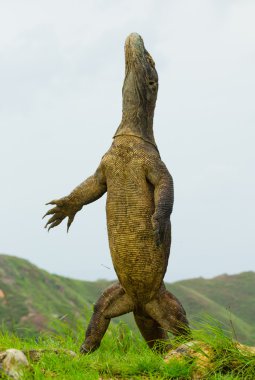 Komodo ejderhası (Varanus komodoensis)