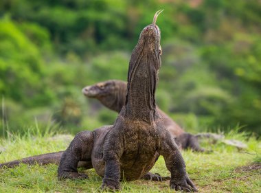 Komodo ejderleri (Varanus komodoensis)