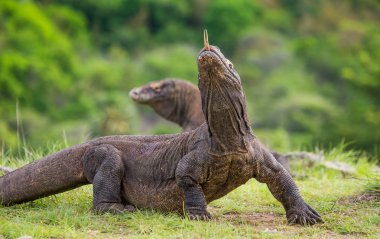 Komodo ejderleri (Varanus komodoensis)