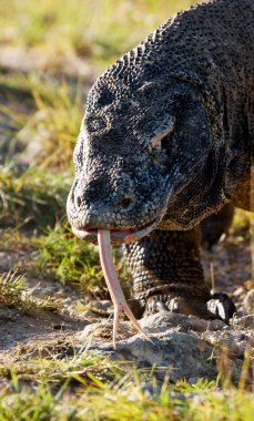 Komodo ejderhası (Varanus komodoensis)