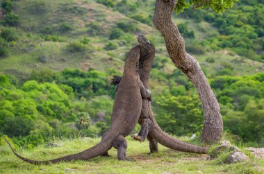 Komodo ejderleri (Varanus komodoensis)