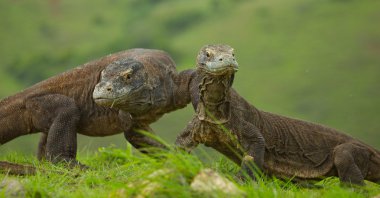 Komodo ejderleri (Varanus komodoensis)