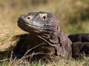 Komodo ejderhası (Varanus komodoensis)