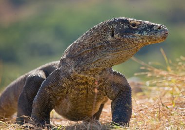 Komodo ejderhası (Varanus komodoensis)