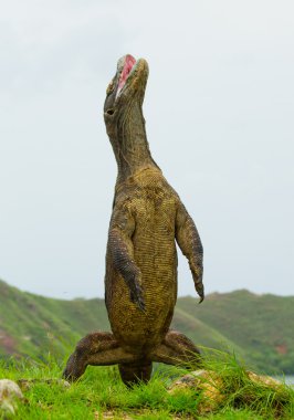 Komodo ejderhası (Varanus komodoensis)