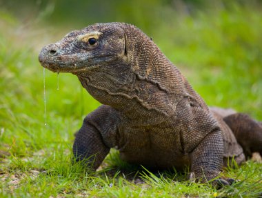 Komodo ejderhası (Varanus komodoensis)