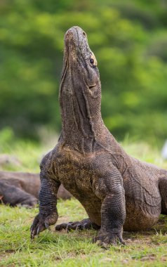 Komodo ejderleri (Varanus komodoensis)