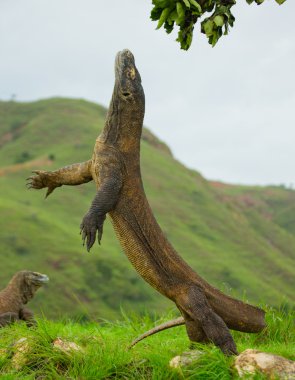 Komodo ejderhası (Varanus komodoensis)