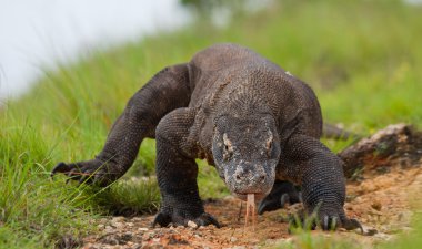 Komodo ejderhası (Varanus komodoensis)