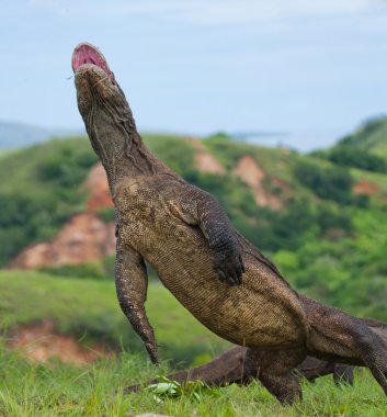 Komodo ejderhası (Varanus komodoensis)