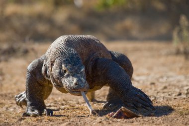 Komodo ejderhası (Varanus komodoensis)