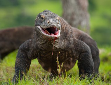 Komodo ejderhası (Varanus komodoensis)