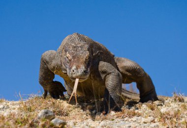 Komodo ejderhası (Varanus komodoensis)