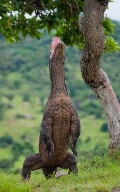 Komodo ejderhası (Varanus komodoensis)