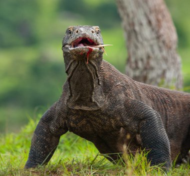Komodo ejderhası (Varanus komodoensis)