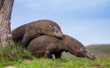 Komodo ejderleri (Varanus komodoensis)