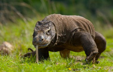 Komodo ejderhası (Varanus komodoensis)