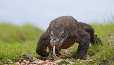 Komodo ejderhası (Varanus komodoensis)