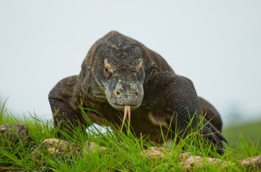 Komodo ejderhası (Varanus komodoensis)
