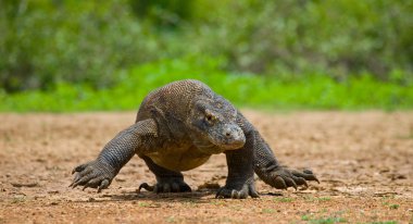Komodo ejderhası (Varanus komodoensis)