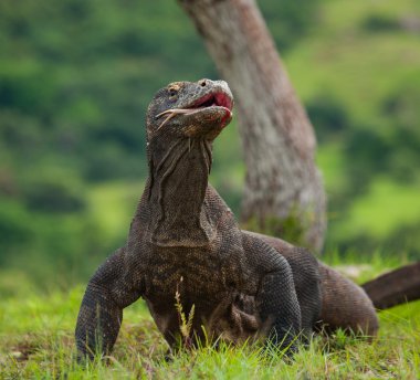 Komodo ejderhası (Varanus komodoensis)
