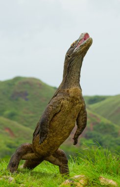 Komodo ejderhası (Varanus komodoensis)