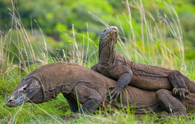 Komodo ejderleri (Varanus komodoensis)
