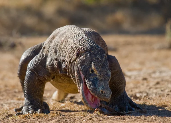 Комодский дракон (Varanus komodoensis ) — стоковое фото