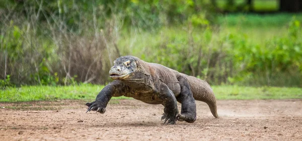 Komodo Dragon (Varanus nebulosus) — Stock fotografie