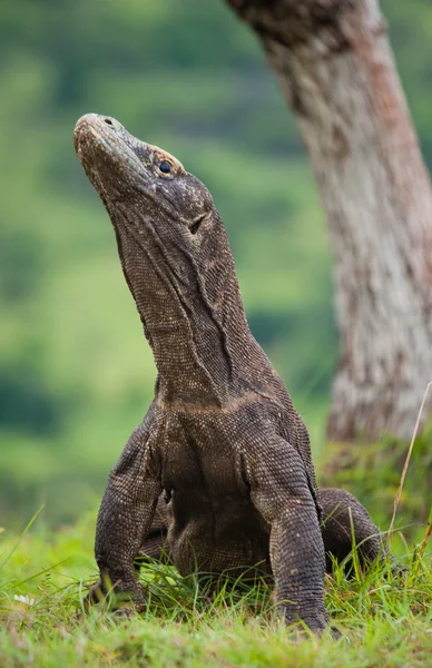 Dragão de komodo (Varanus komodoensis ) — Fotografia de Stock